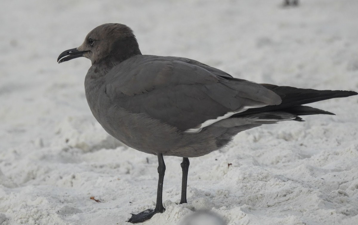 gull/tern sp. - ML646613937