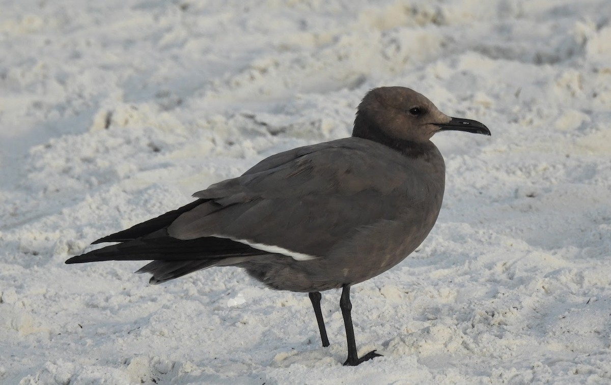 gull/tern sp. - ML646613938