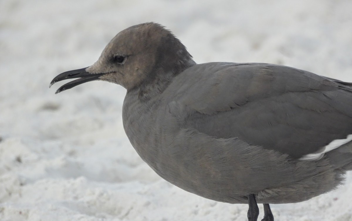 gull/tern sp. - ML646613939