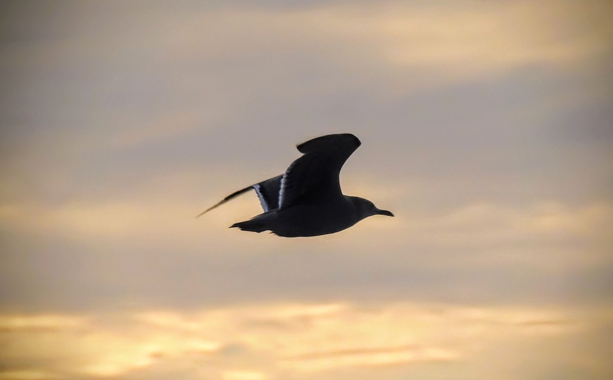 gull/tern sp. - ML646613940