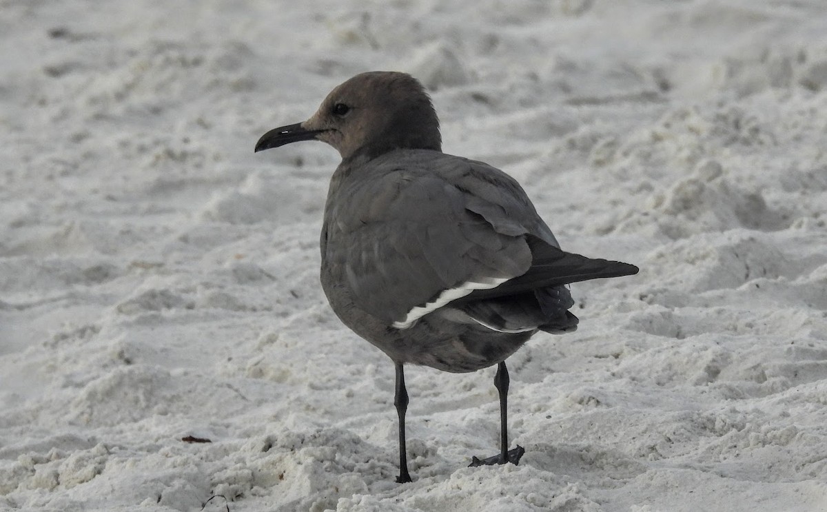 gull/tern sp. - ML646613941