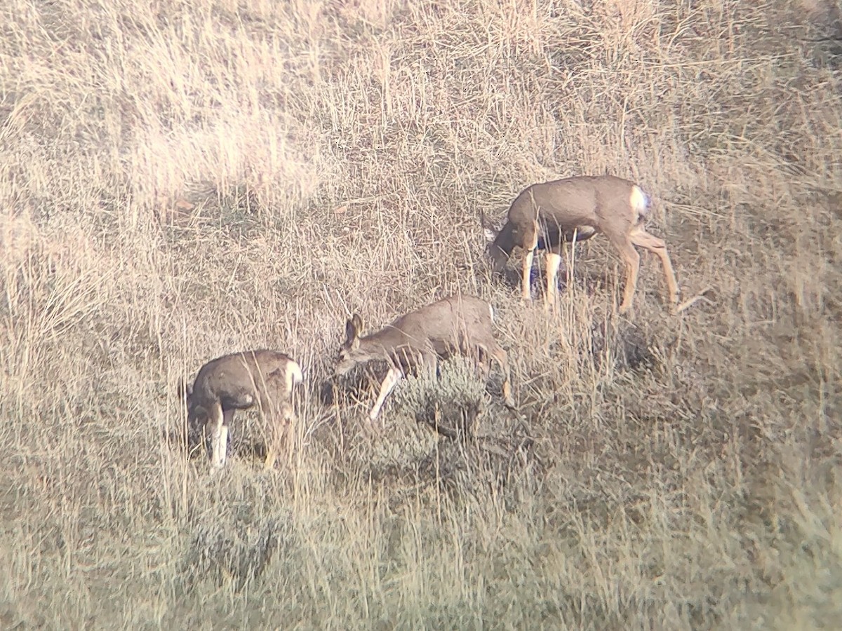 Maultierhirsch - ML646613942