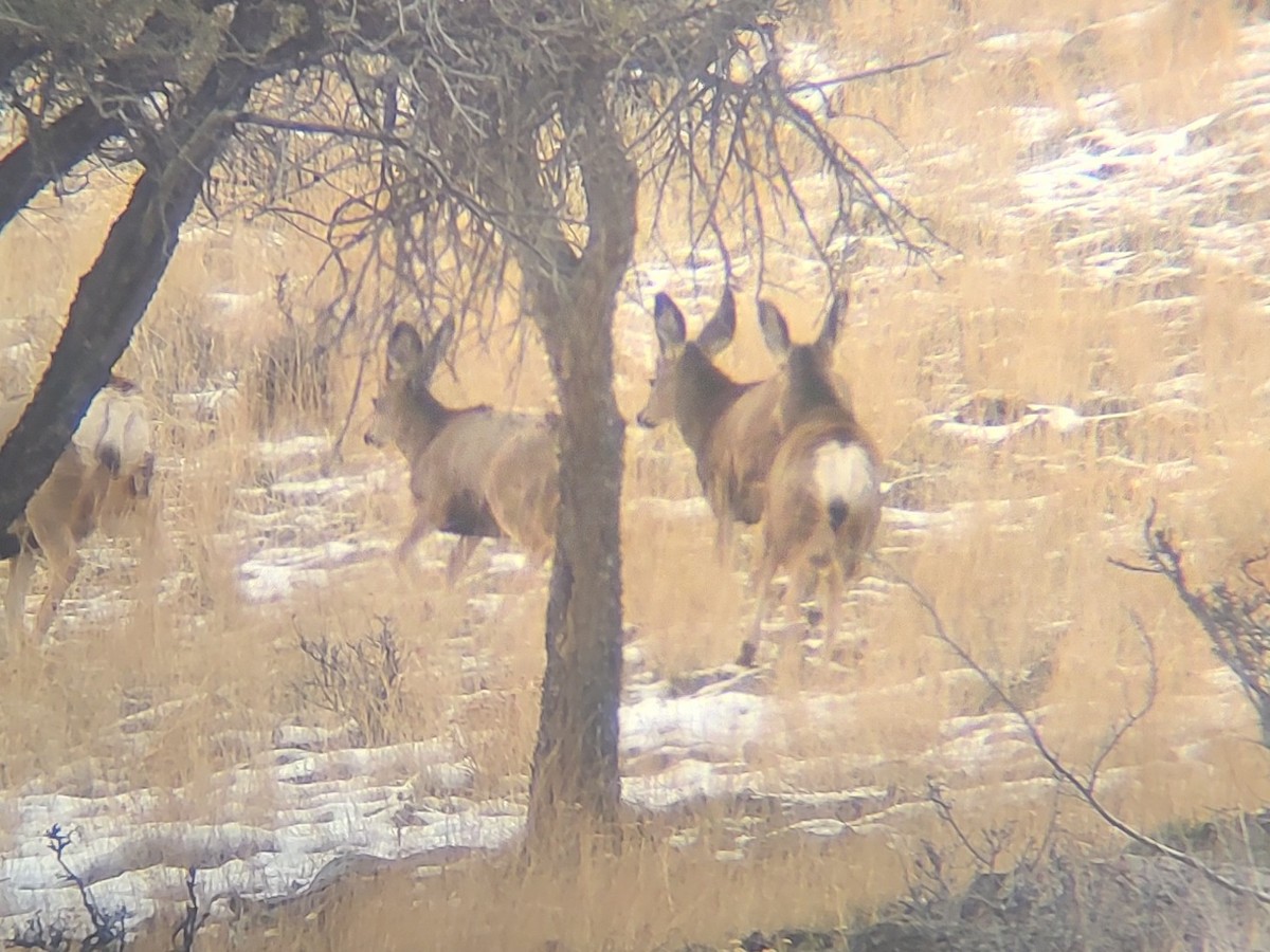 Maultierhirsch - ML646613943