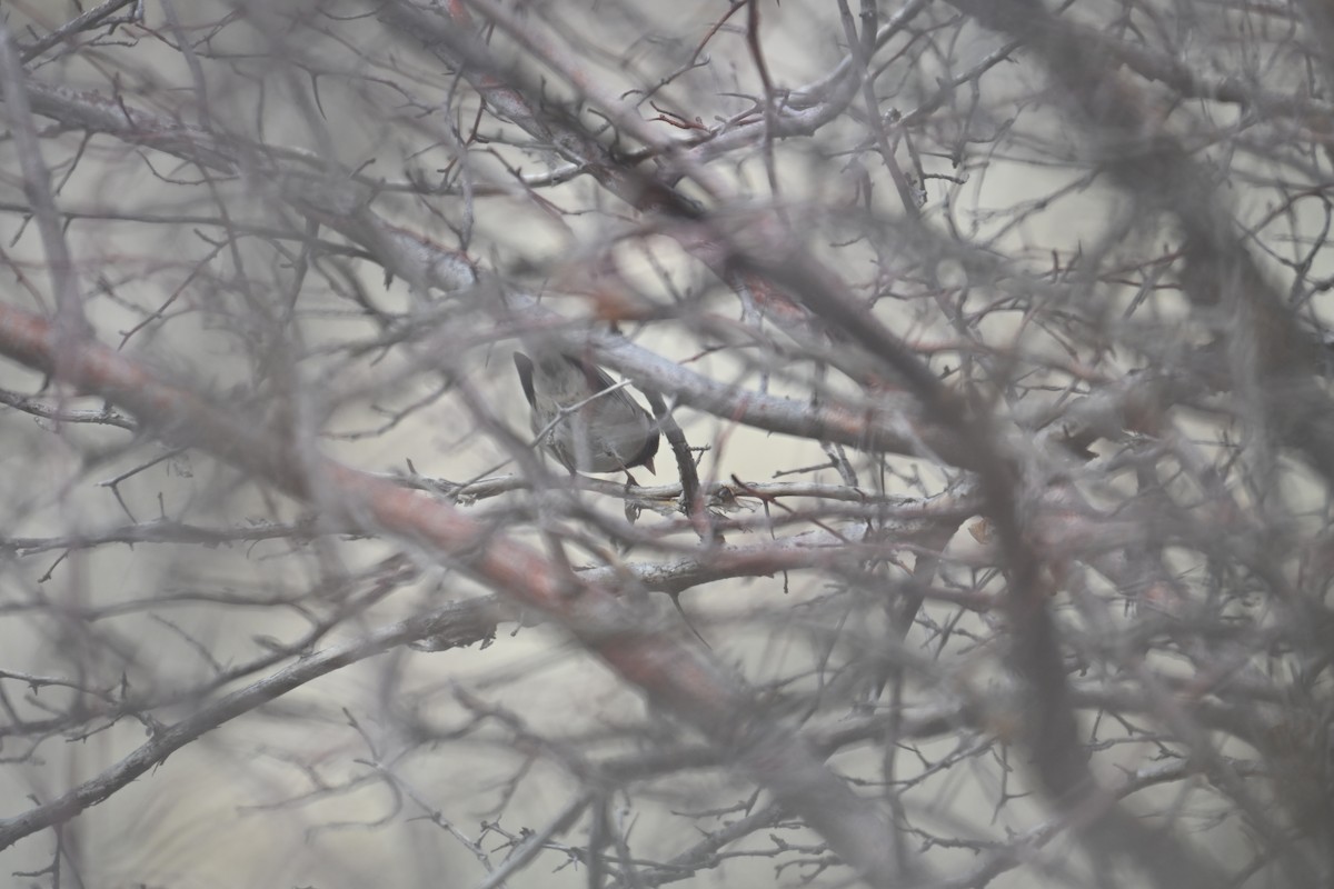 Dark-eyed Junco (Oregon) - ML646613947