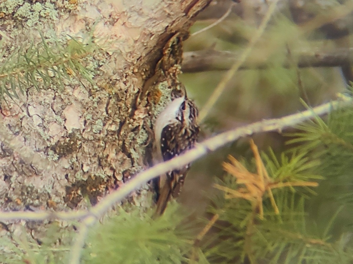Brown Creeper - ML646613952