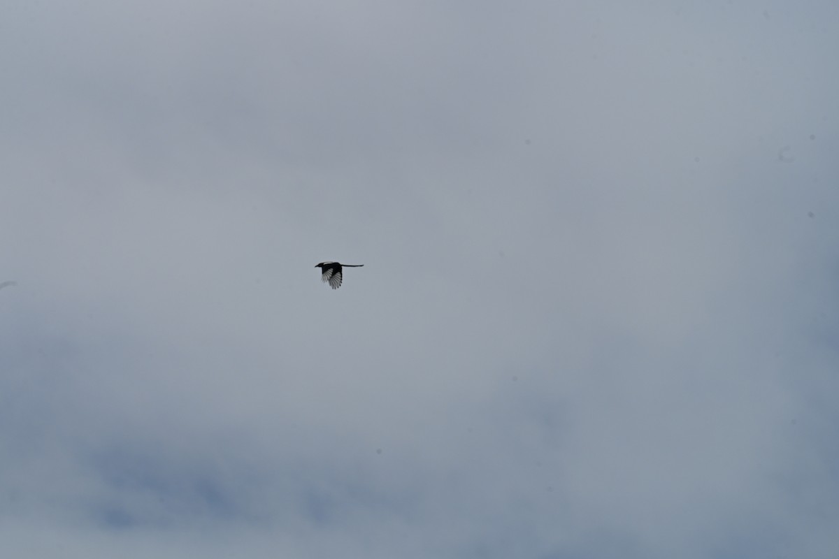 straka americká - ML646613953