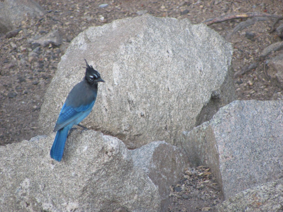 Steller's Jay - ML646613954