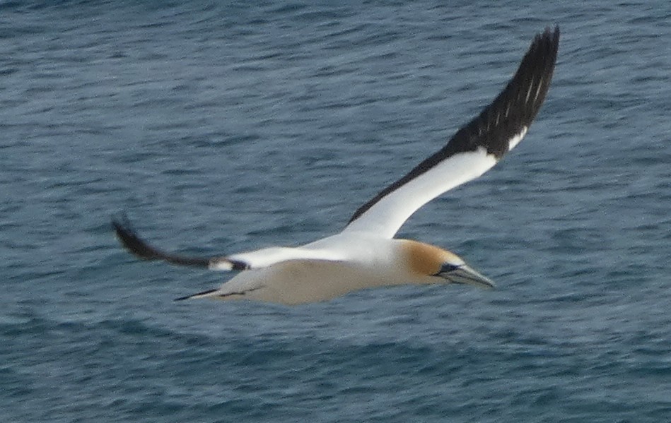 Australasian Gannet - ML646613957