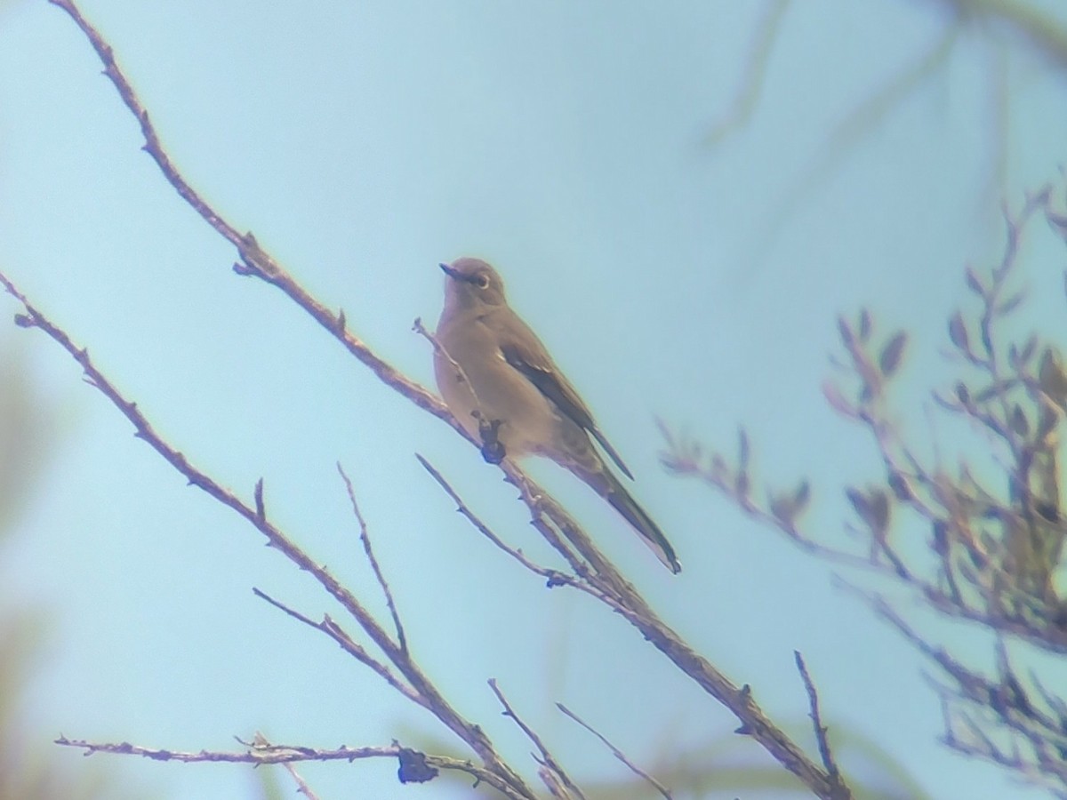 Townsendklarino - ML646613958