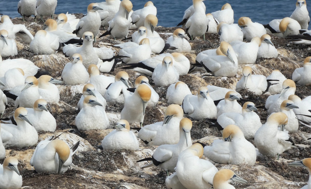 Australasian Gannet - ML646613959