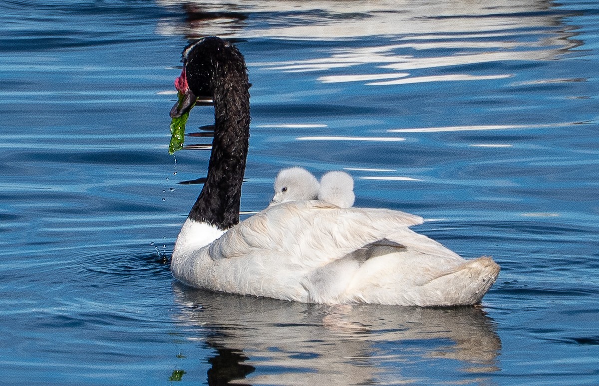 クロエリハクチョウ - ML646613960