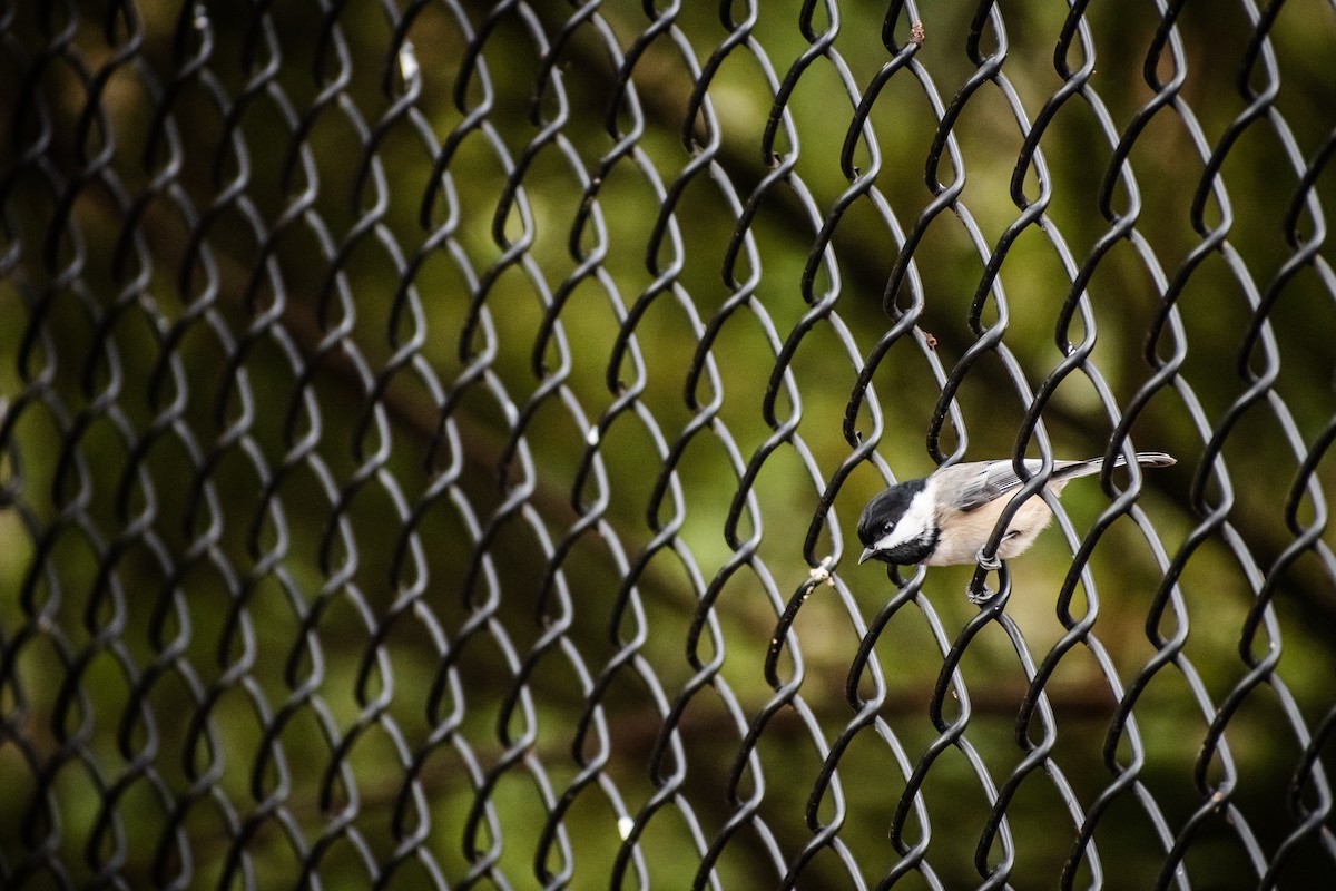 Black-capped Chickadee - ML646613963