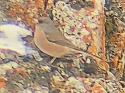 Winterammer - ML646613964