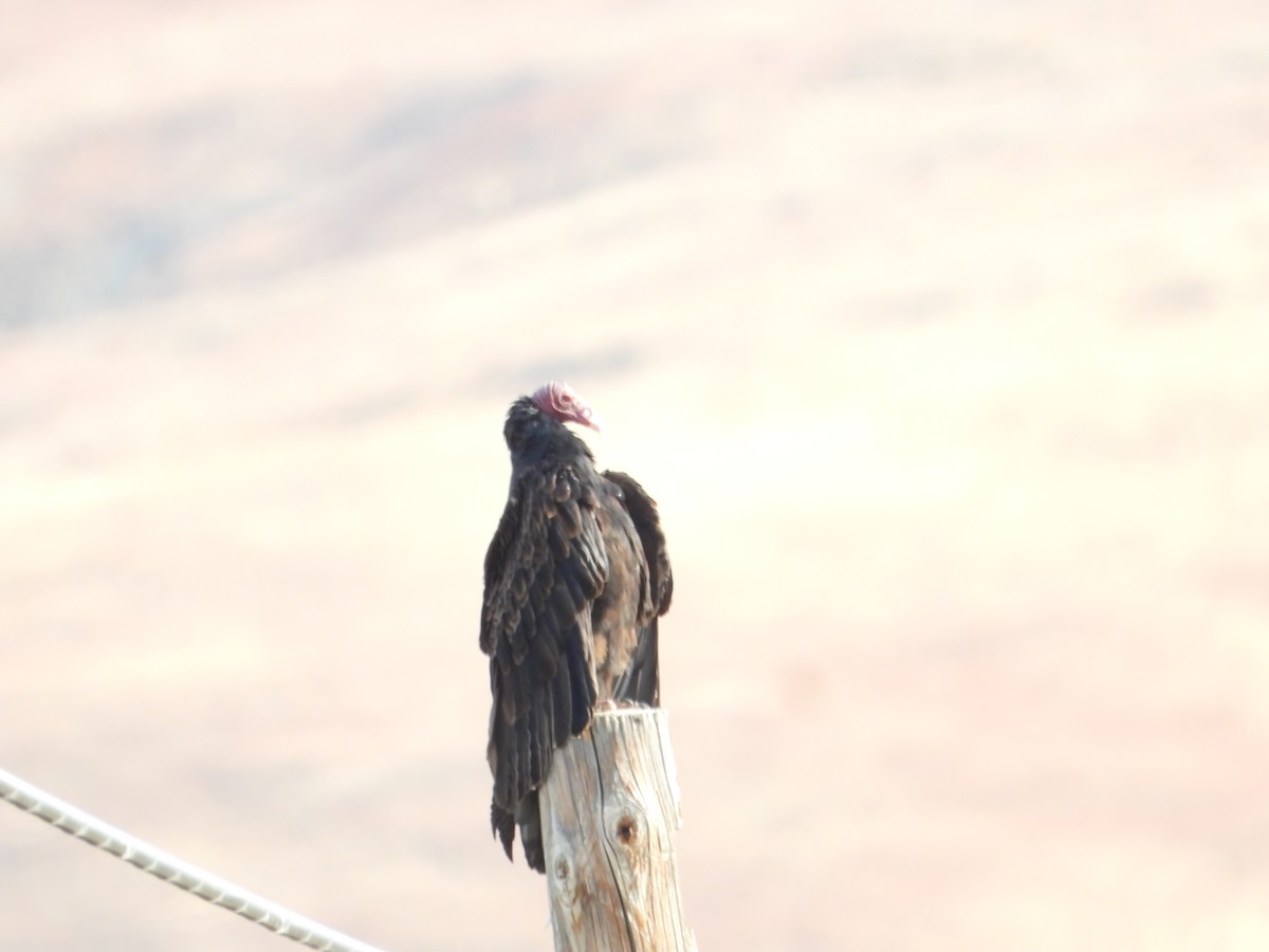 kondor krocanovitý - ML646613967