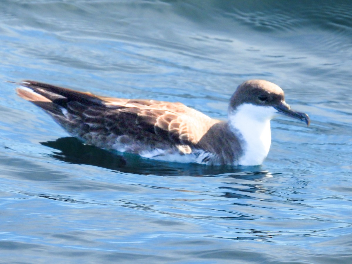 Kappensturmtaucher - ML646613971