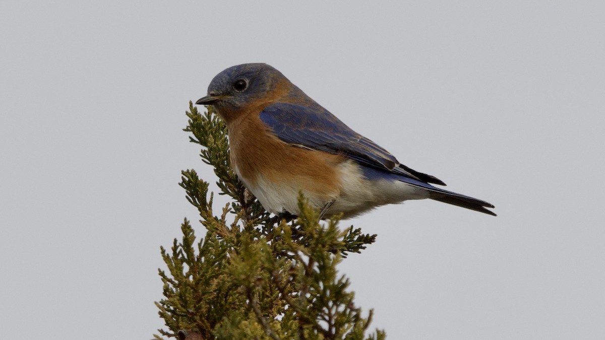 Блакитник східний - ML646613972