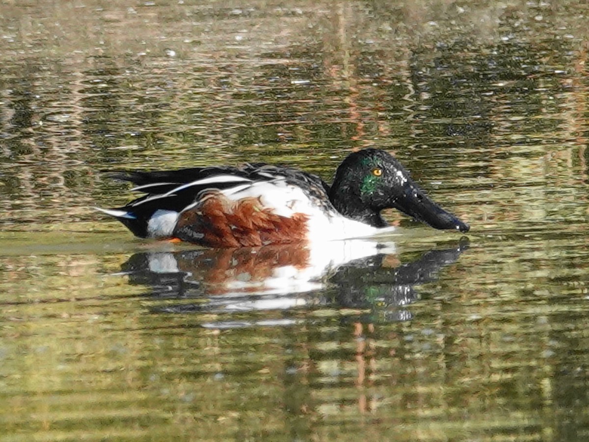 Northern Shoveler - ML646613974