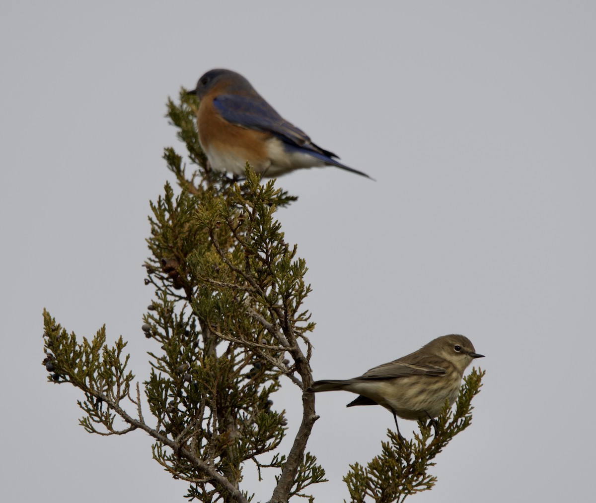 Блакитник східний - ML646613976