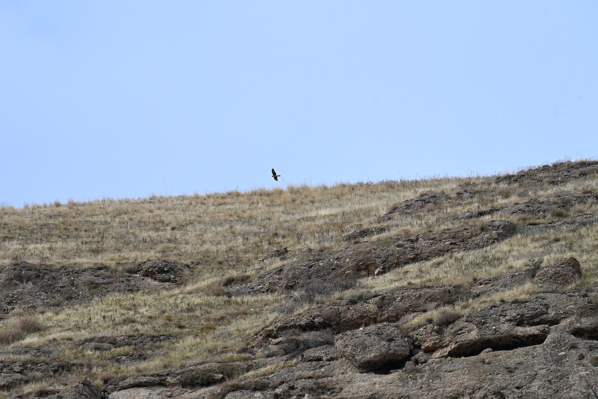 Northern Harrier - ML646613980