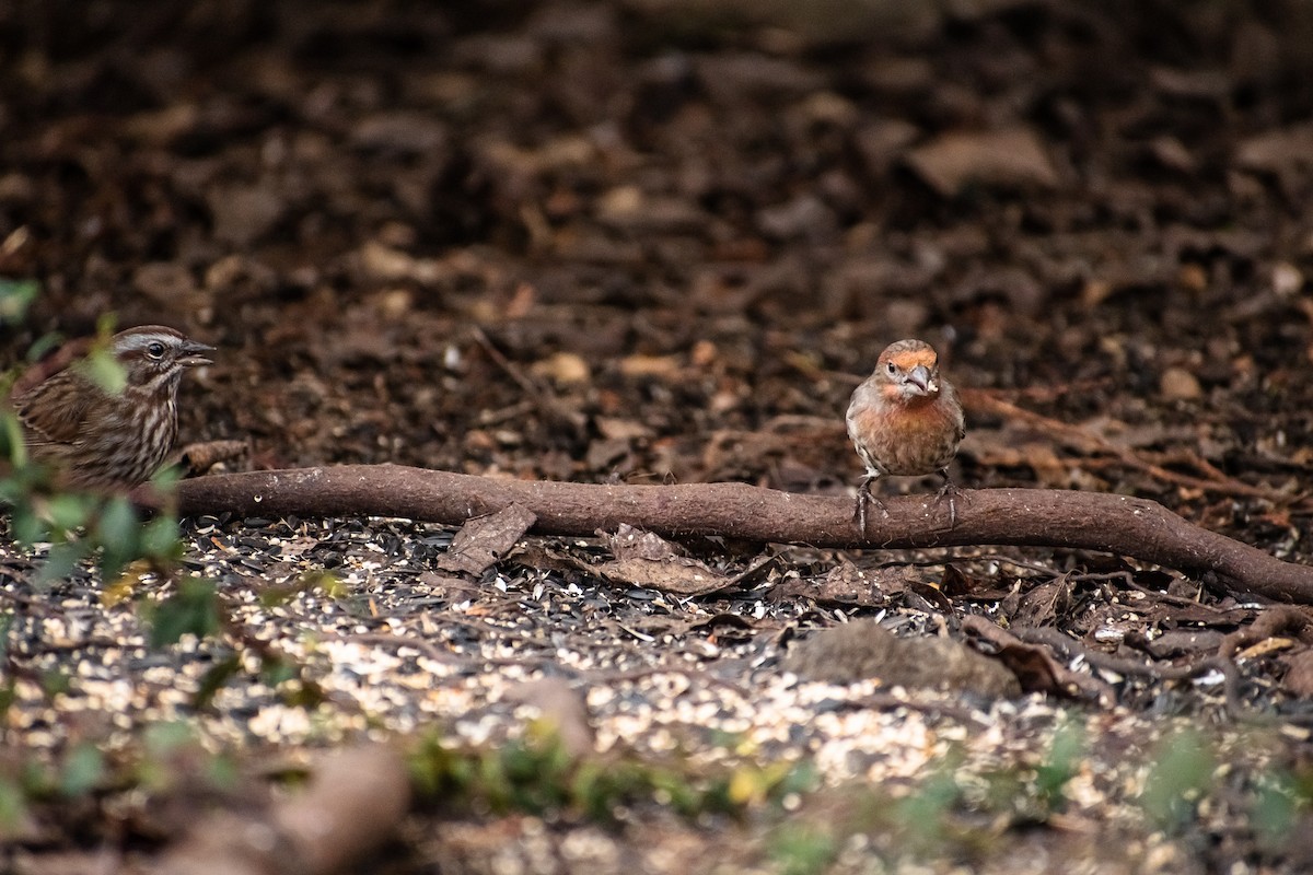 House Finch - ML646613982