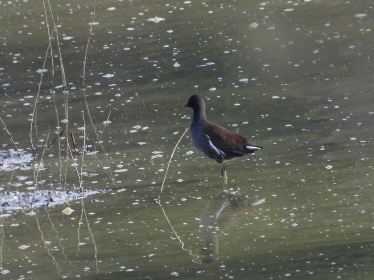 slípka americká - ML646613983