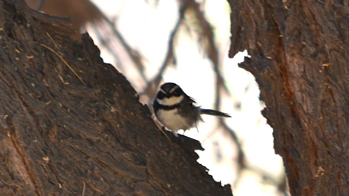 Ringed Warbling Finch - ML646613984