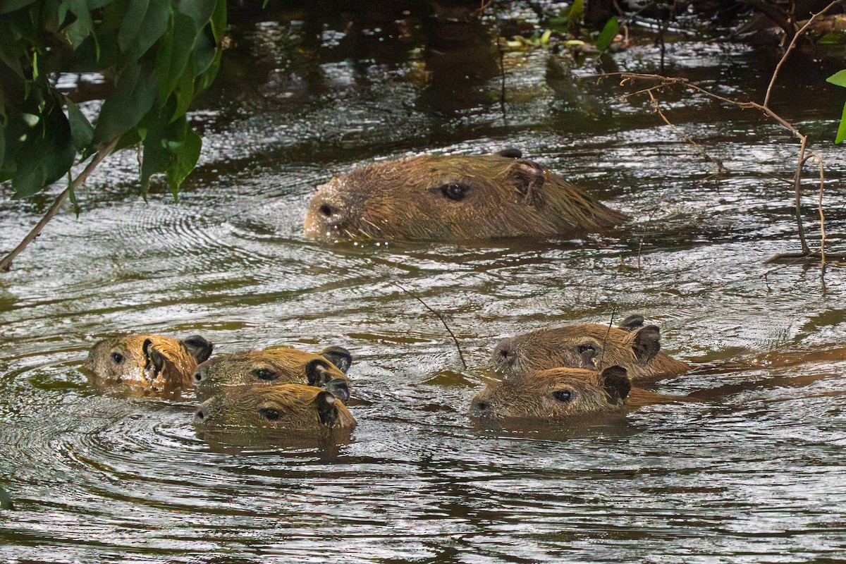 Animales - ML646613987