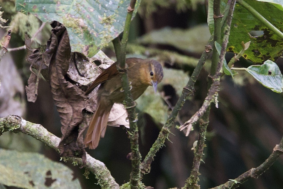 Рыжий филидор - ML646613988