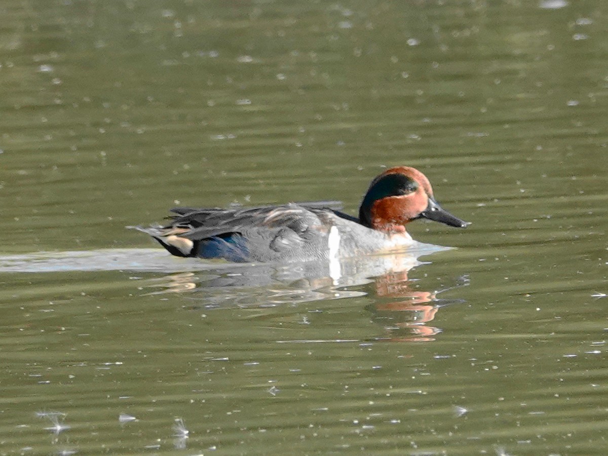 Green-winged Teal - ML646613989