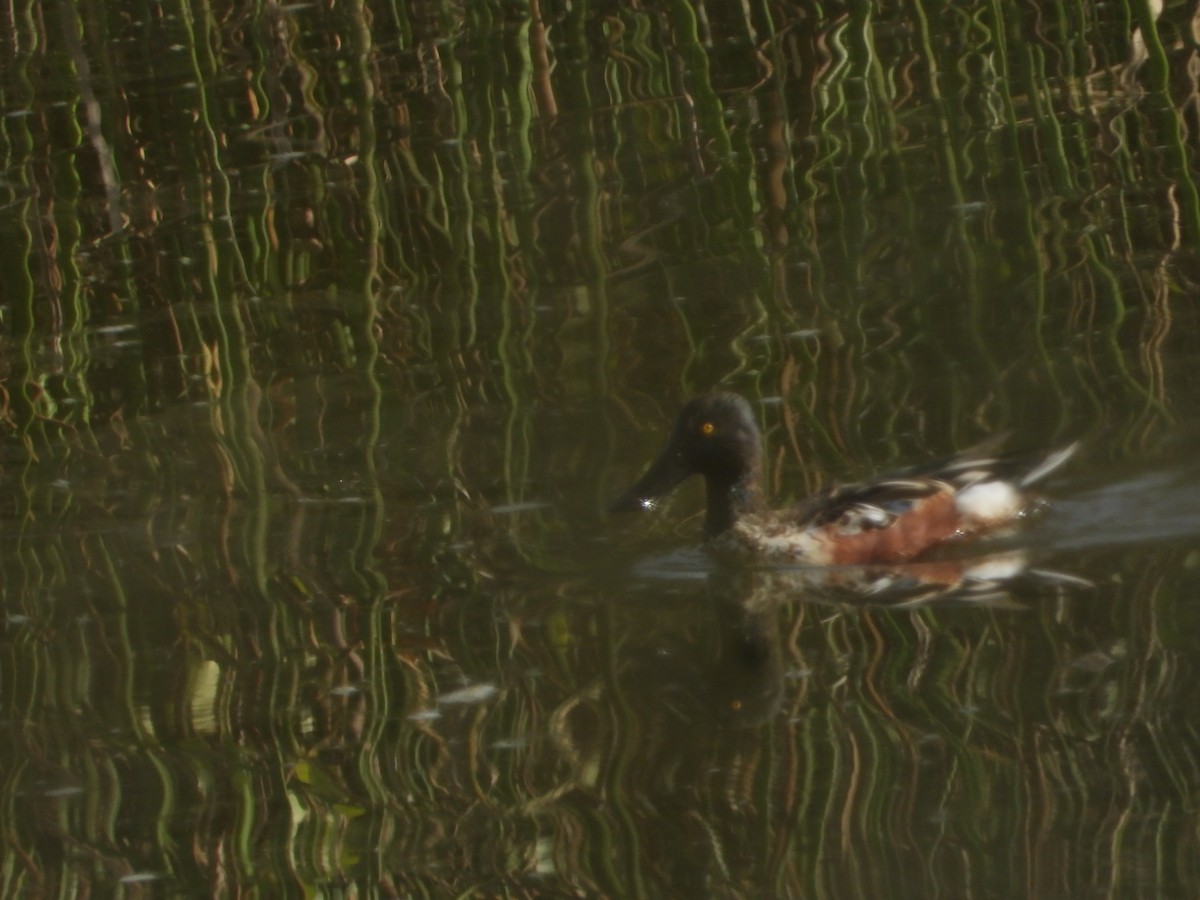 lžičák pestrý - ML646613990