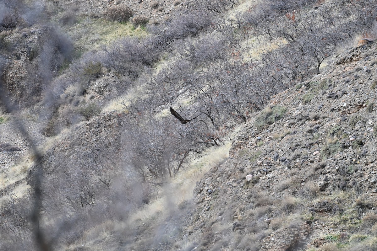 Aquila reale - ML646613992