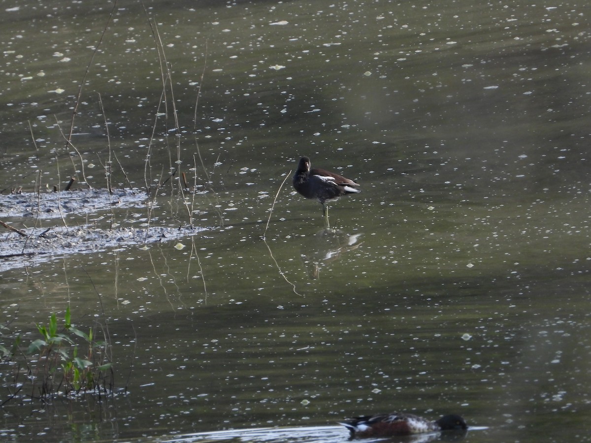 slípka americká - ML646613994