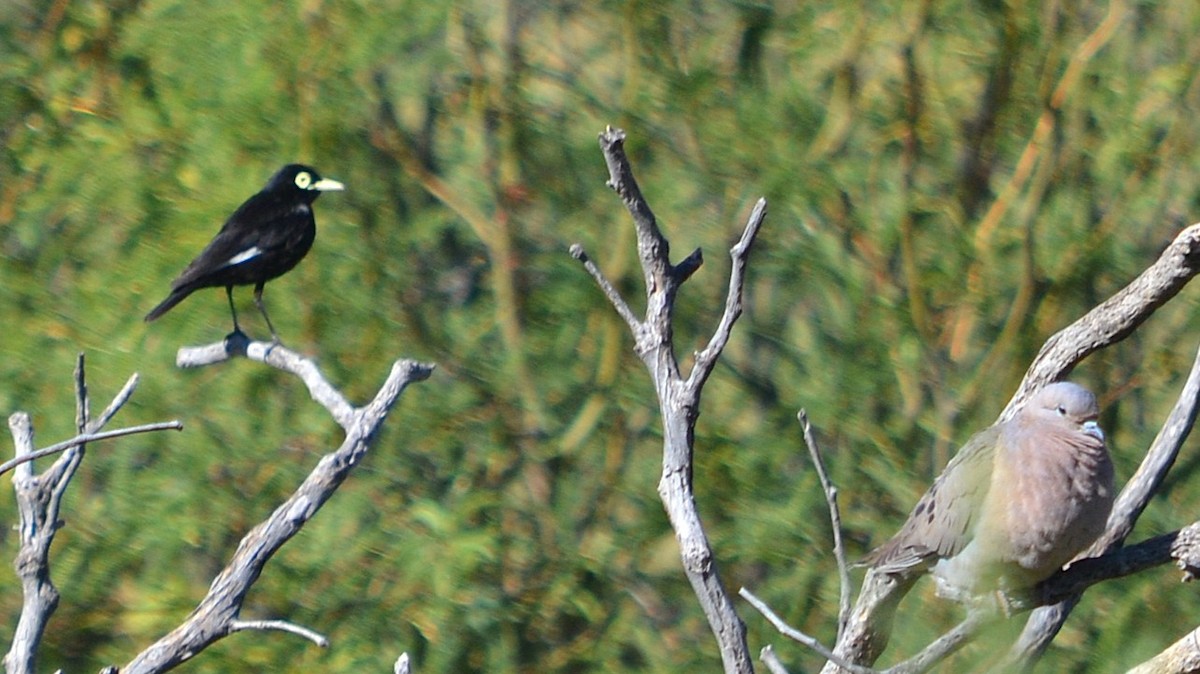 Spectacled Tyrant - ML646613997