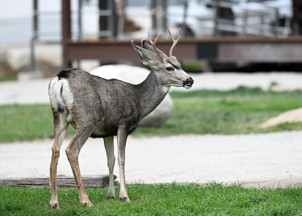 Maultierhirsch - ML646613998