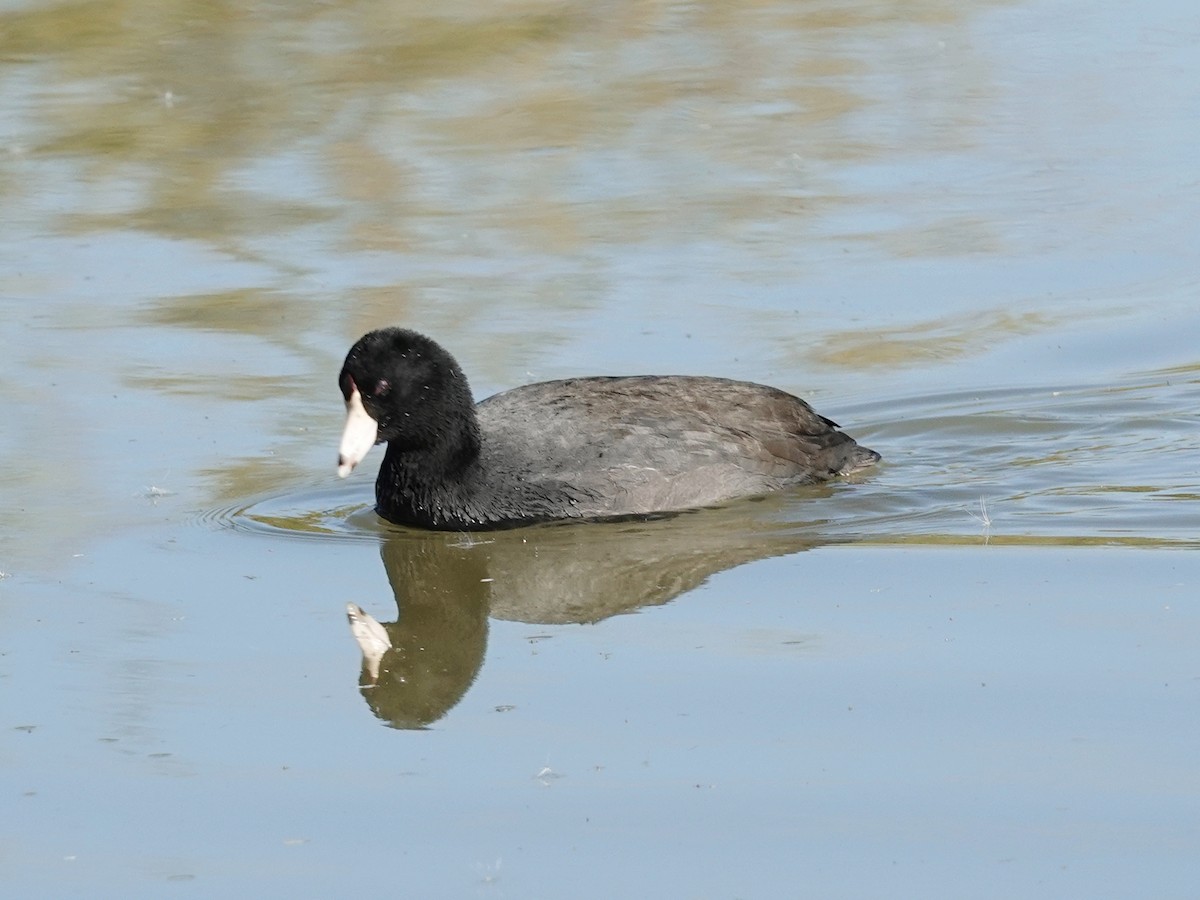 American Coot - ML646614000