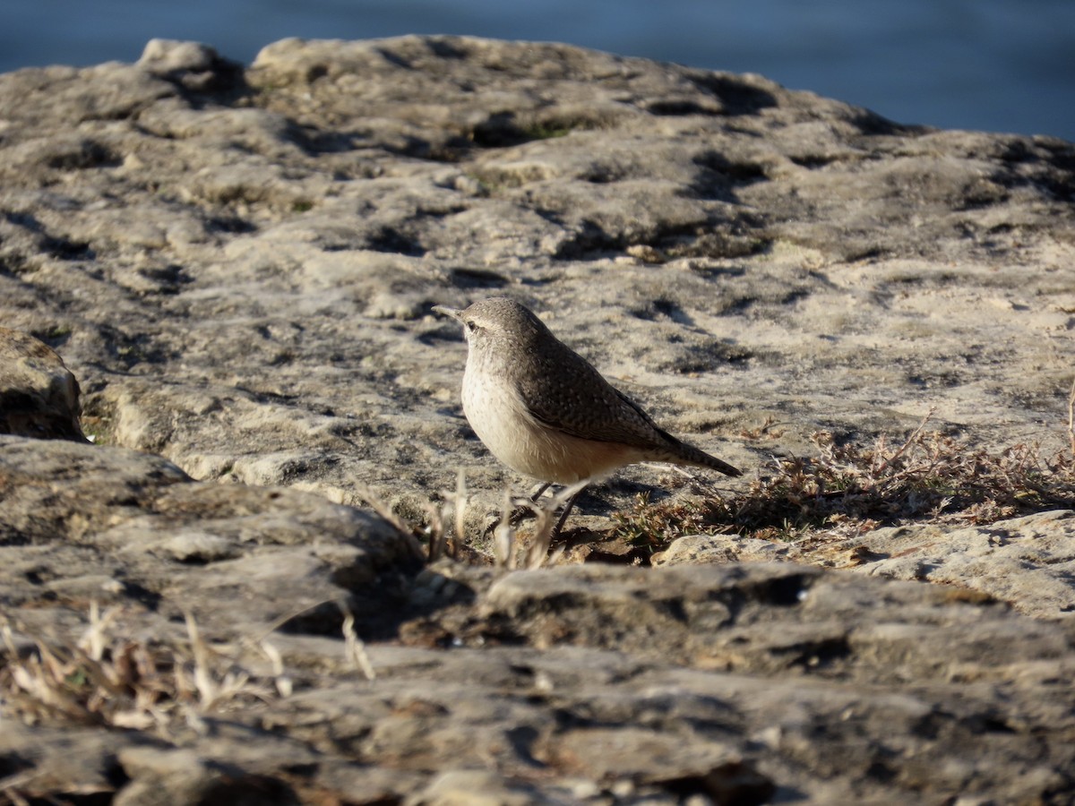 Rock Wren - ML646614001