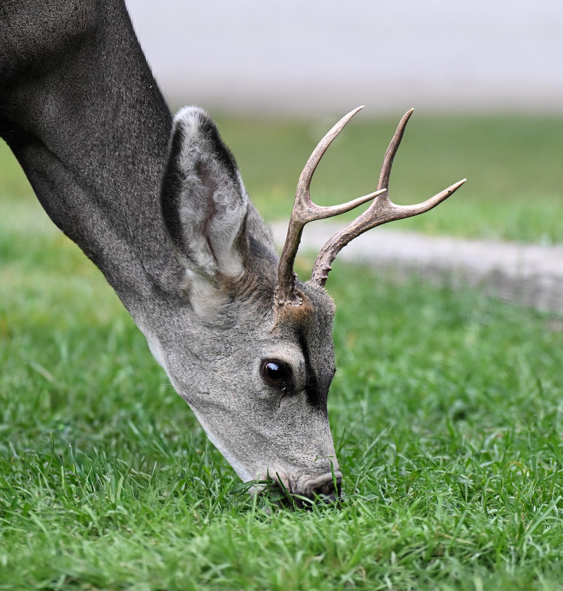 Maultierhirsch - ML646614002