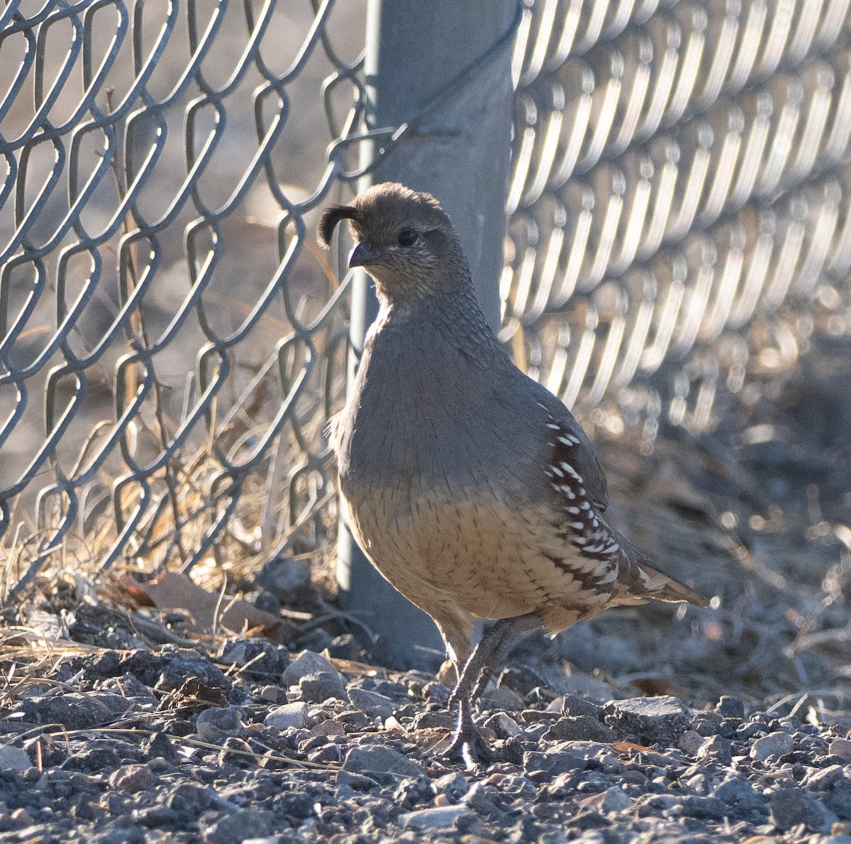 Gambel's Quail - ML646614003