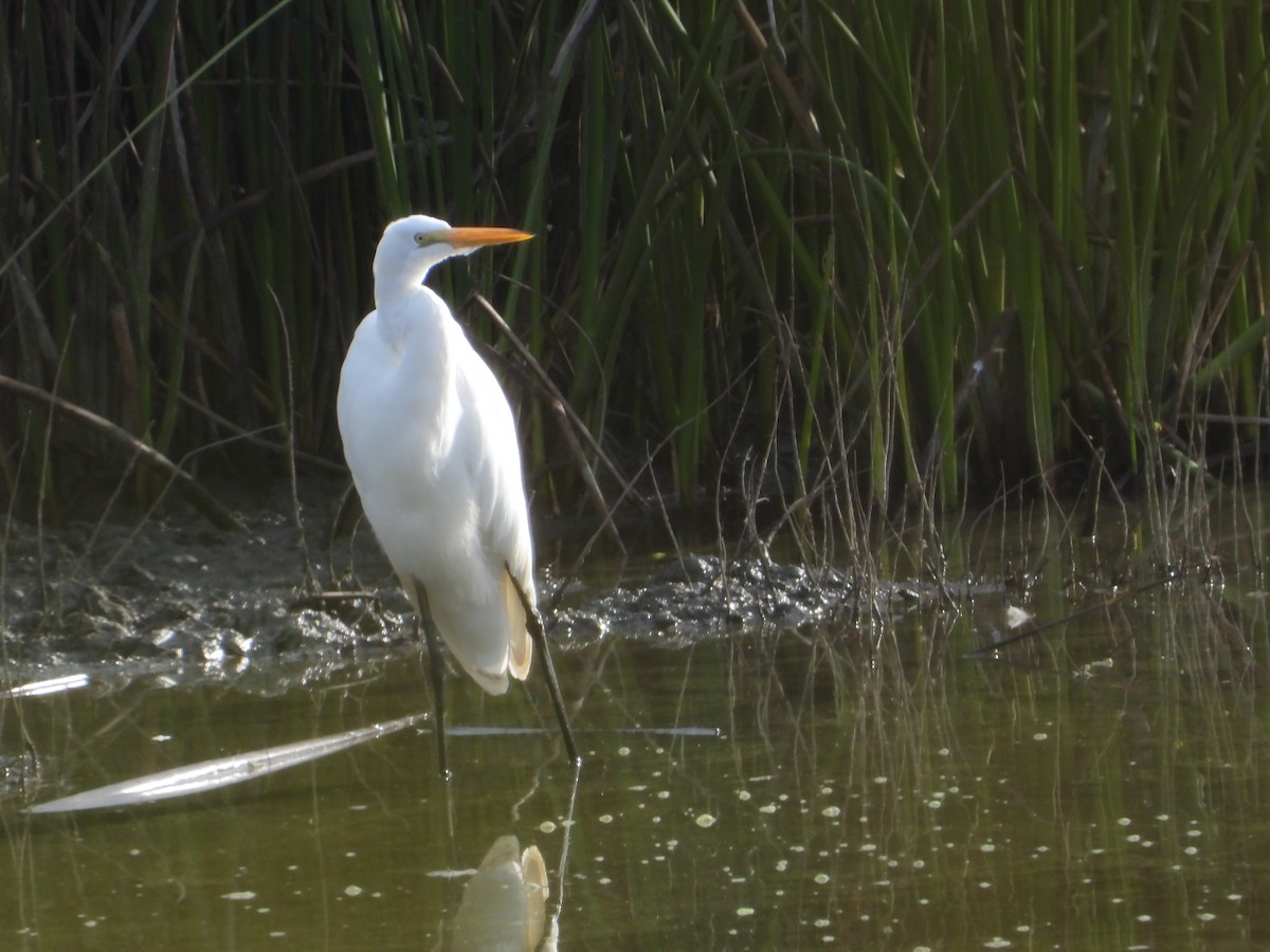 volavka bílá - ML646614004