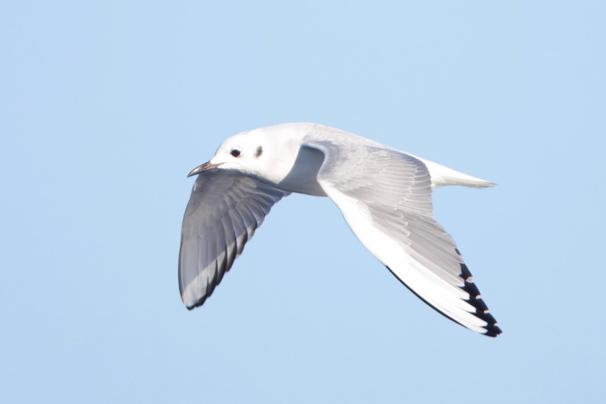 Bonaparte's Gull - ML646614005