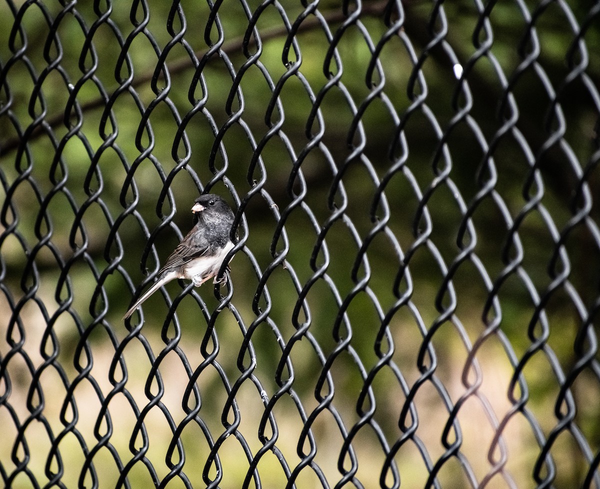 Dark-eyed Junco - ML646614007