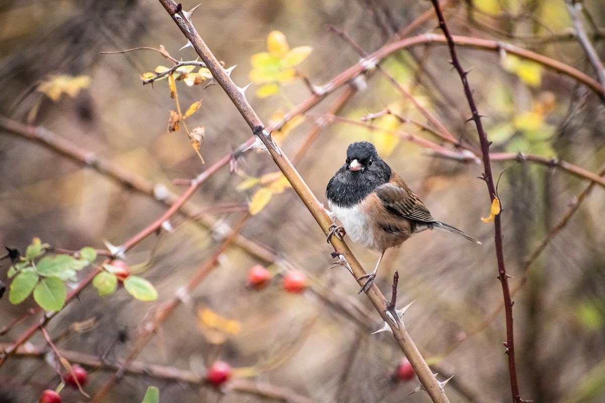 Dark-eyed Junco - ML646614008