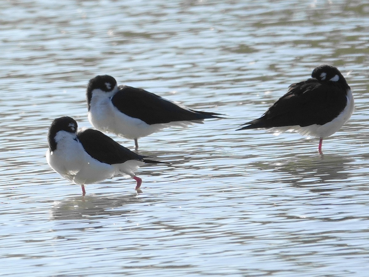 Black-necked Stilt - ML646614009