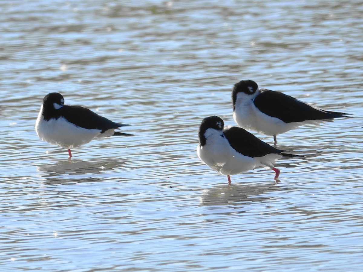 Black-necked Stilt - ML646614010