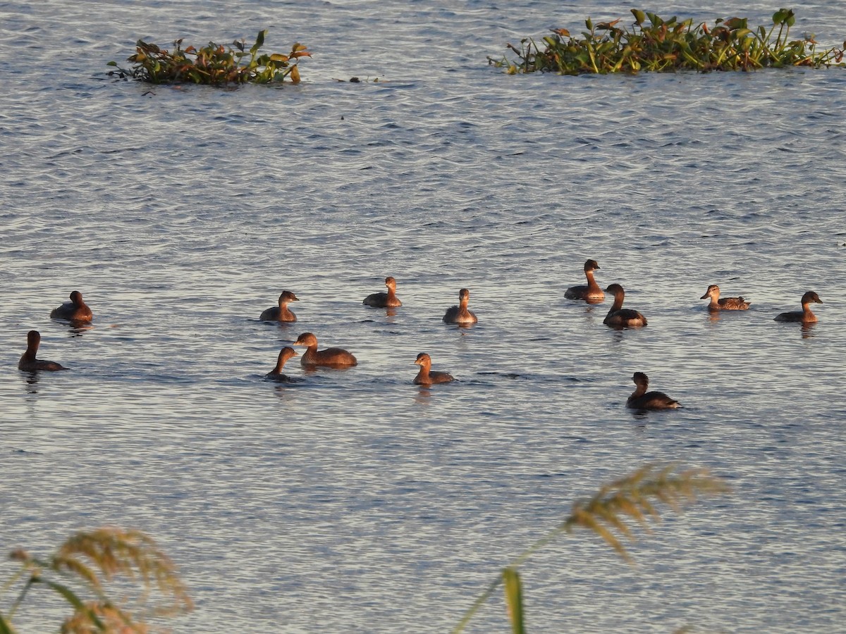 Пірникоза рябодзьоба - ML646614011