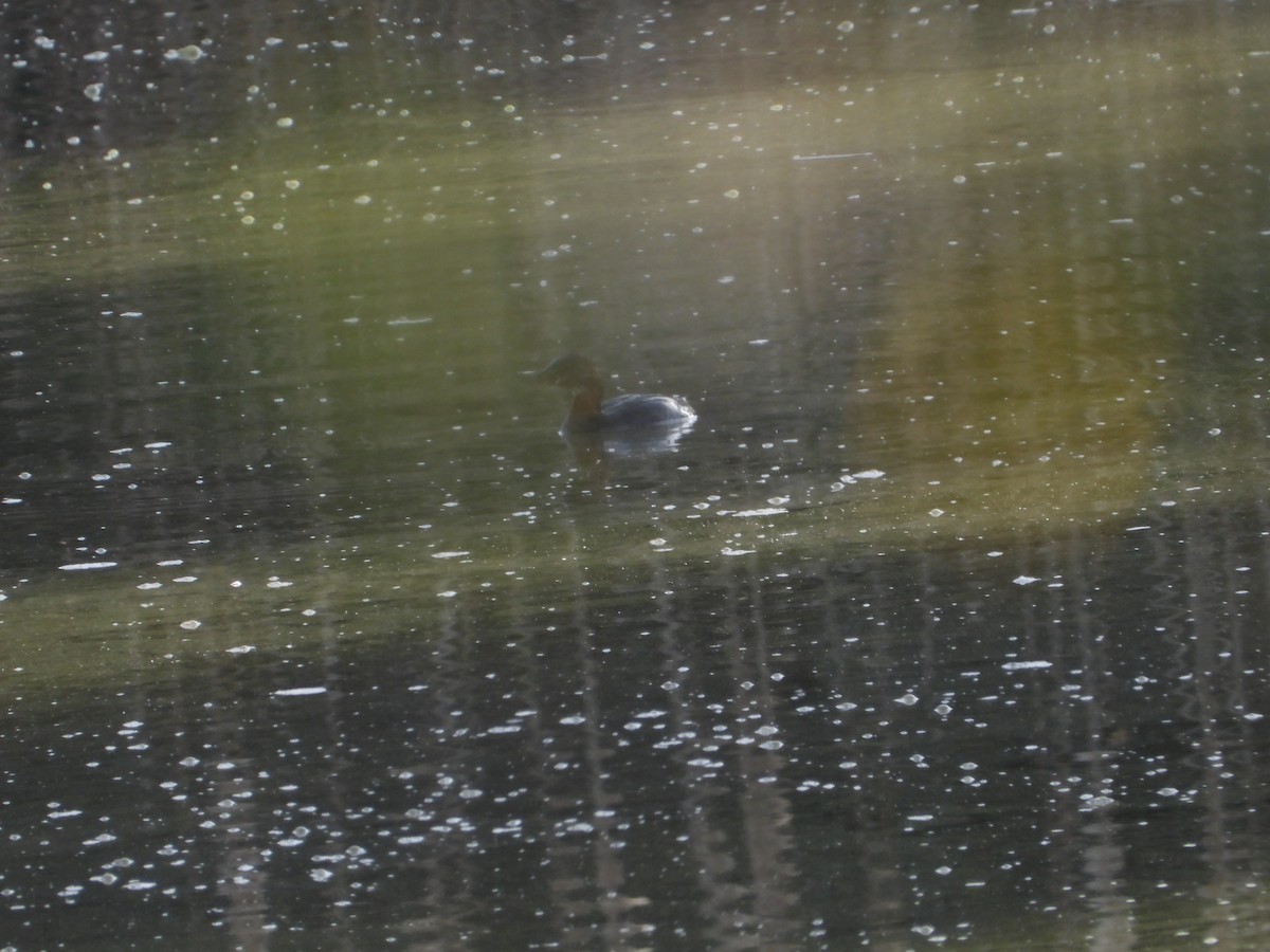 potápka americká - ML646614014