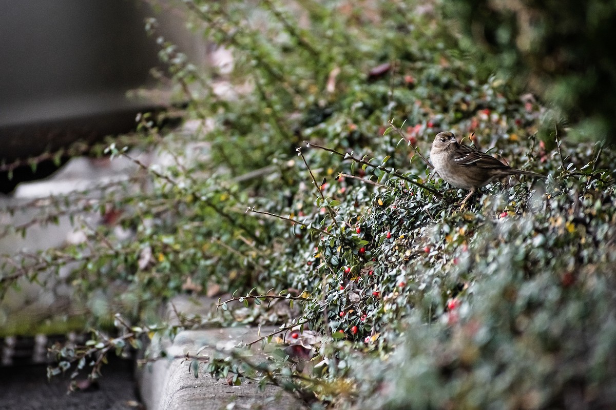 Golden-crowned Sparrow - ML646614016