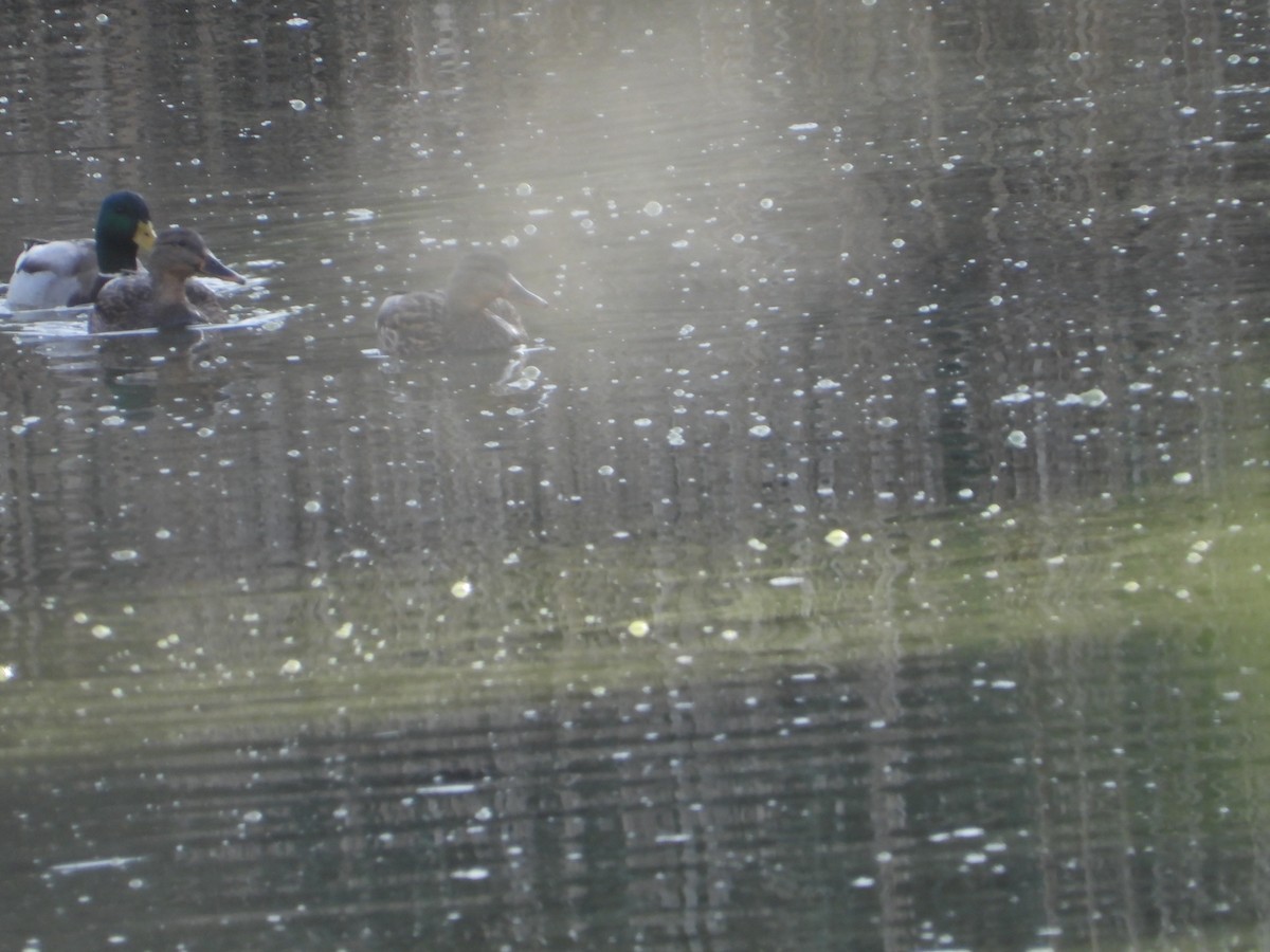 kachna divoká - ML646614017