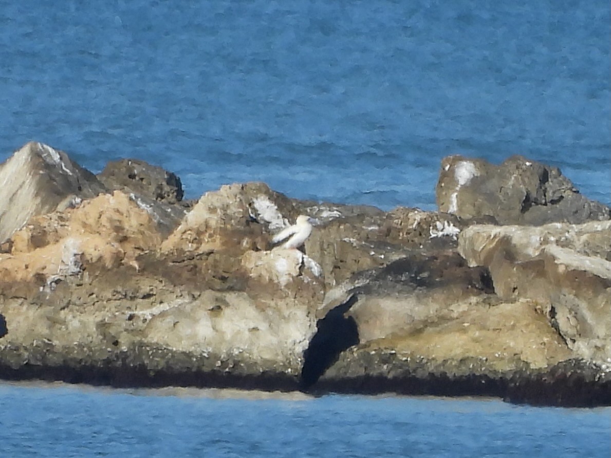 Zanga hankagorria - ML646614018