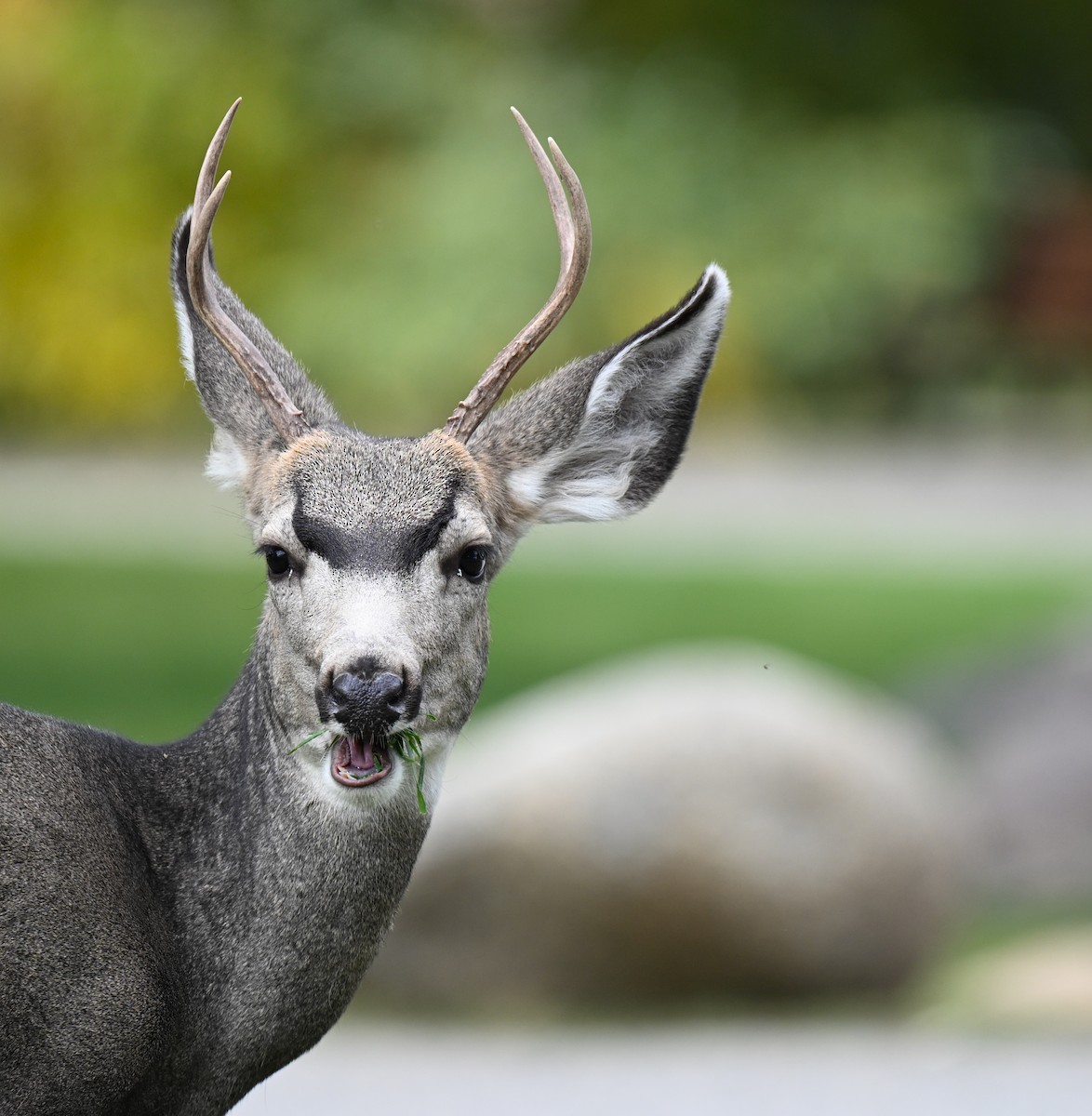 Maultierhirsch - ML646614019